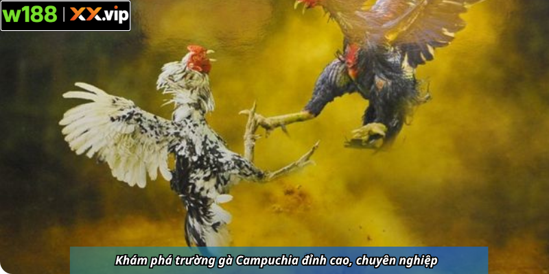 Khám phá trường gà Campuchia đỉnh cao, chuyên nghiệp