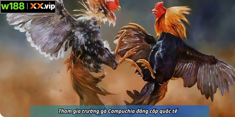 Tham gia trường gà Campuchia đẳng cấp quốc tế