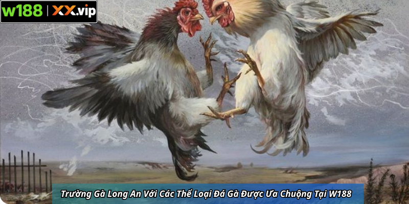 Trường Gà Long An Với Các Thể Loại Đá Gà Được Ưa Chuộng Tại W188