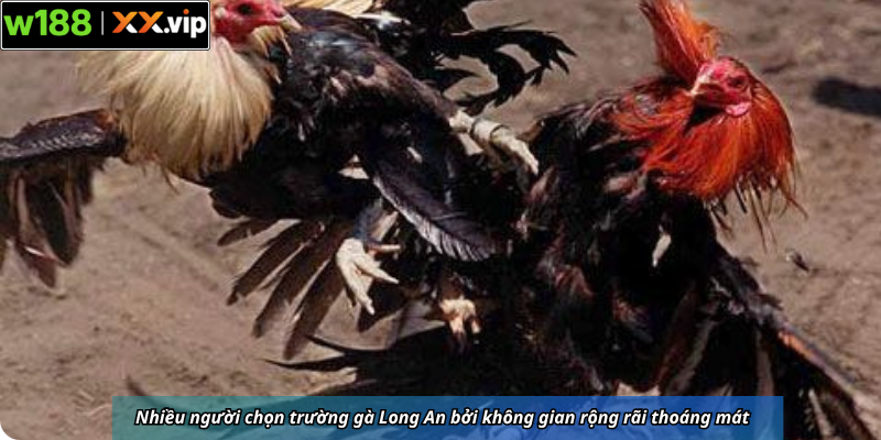 Nhiều người chọn trường gà Long An bởi không gian rộng rãi thoáng mát