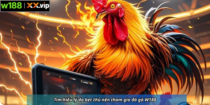Tìm hiểu lý do bet thủ nên tham gia đá gà W188